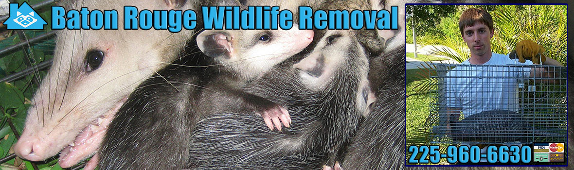 Baton Rouge Wildlife and Animal Removal